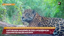 Capturaron imágenes de dos cachorros de yaguaretés recién nacidos