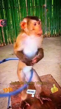 Funny Cat And Monkeys Videos 2022 | Cat Monkeys Animals | Cat And Intelligence Monkey Video
