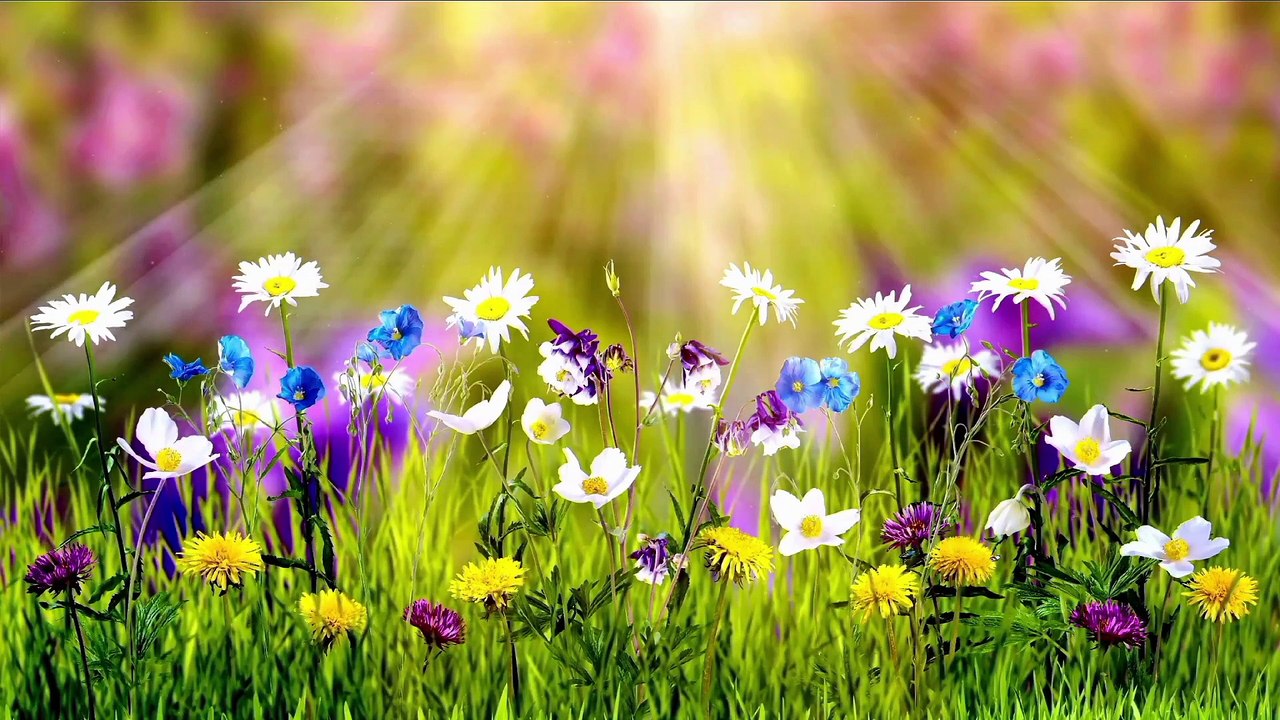 Soothing relaxation Music for Stress Relief and Positive Energy, Deep Sleeping music study music