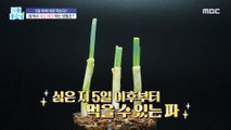 [LIVING] Revealing vegetable techniques you can do at home!,기분 좋은 날 20220914