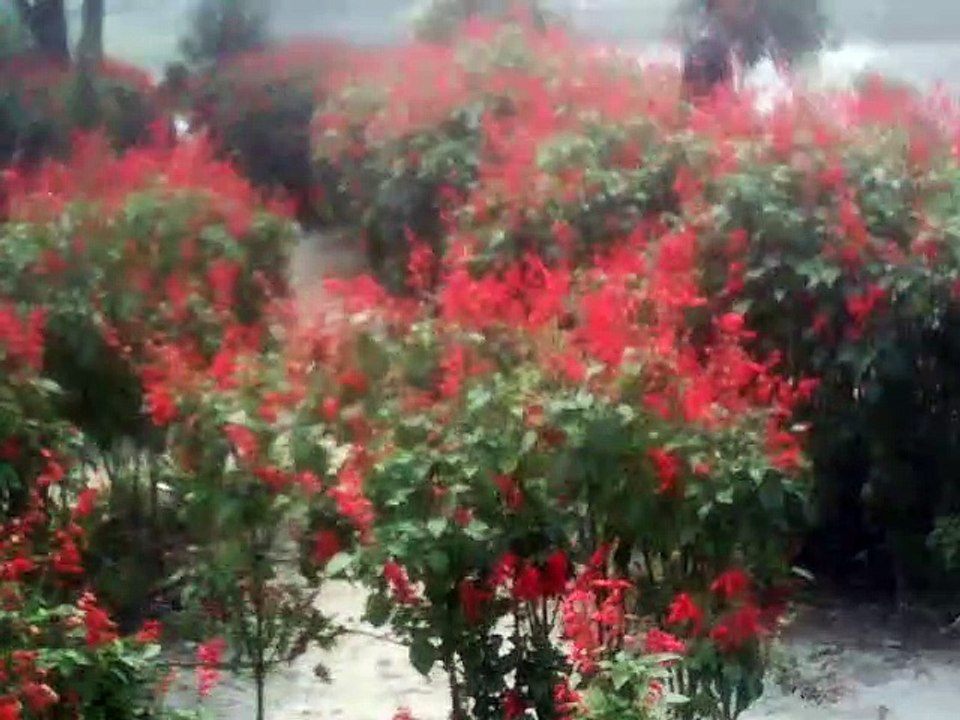বায়োমেট্রিক কী? বায়োমেট্রিক কীভাবে কাজ করে?