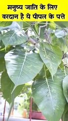 manushya jaati ke liye vardan hai pipal ke patte
