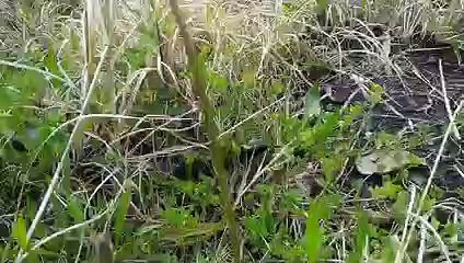 Illawarra Snake Catcher with a "cranky red belly" at Berkeley on September 6