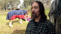 Rescuer walks horse 40km out of remote Tasmanian bush