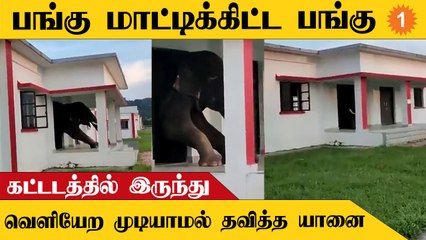 Elephant Video | உணவு தேடிச் சென்ற யானை மாட்டிக்கொண்டு தவிப்பு