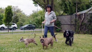 Strays - 2x01 - Friends & Neighbours