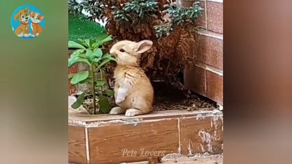 Cats and dogs video|| Cats and dogs funny moments|