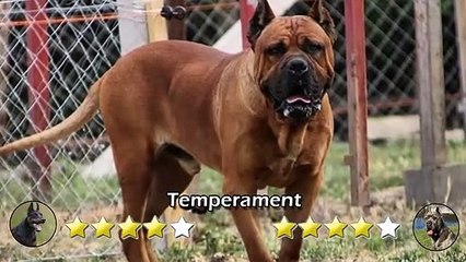 DOG KILLERS_ - DOBERMAN Vs AMERICAN BANDOGGE