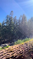 A Giant Tree Goes Timber