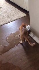 Funny Animal Videos 2022 | Cute and Funny animals Videos Compilation