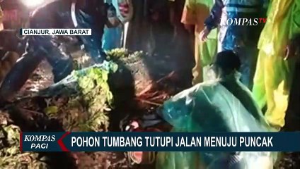 Hujan Deras Buat Pohon Besar di Cianjur Tumbang, Jalan Menuju Puncak Tertutup!