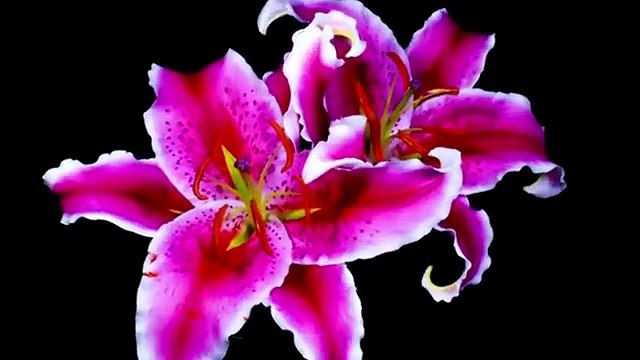 Feux d'artifice de fleurs