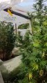 La Guardia Civil localiza dos invernaderos con plantas de marihuana en el Valle de Baztán