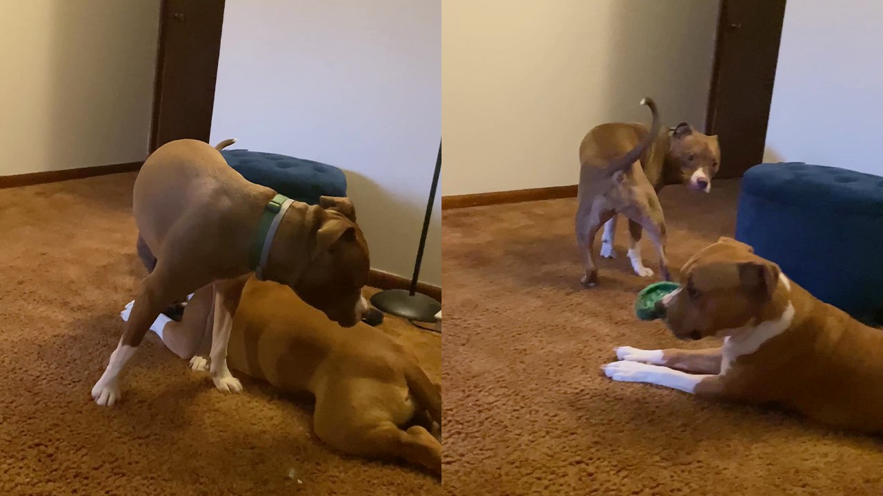 'They love each other to pieces' - Pitbull besties get freaky with each other!