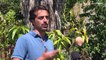 La Calabria del cambiamento climatico: il boom dei frutti tropicali