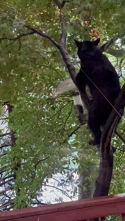 Bear Steals a Snack