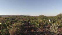 Kilis haberleri! Kilis'in üzümleri geleneksel yöntemlerle pekmeze dönüştürülüyor