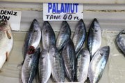 Balıkesir gündem haberi... Marmara'da palamut bollaştıkça tezgahtaki fiyatı da düşüyor