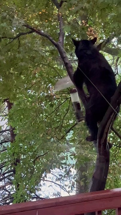 Bear Steals a Snack