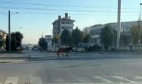 Caddede gezen başıboş at tehlike oluşturdu