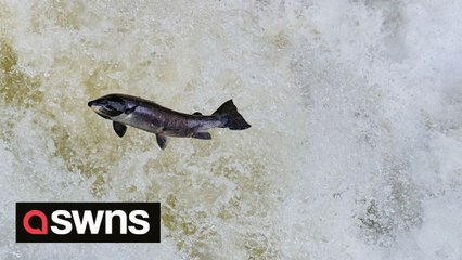 Mesmerising video shows salmon battling upstream as autumn approaches