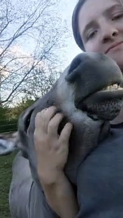 Delighted Donkey Gets Some Love