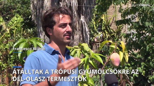 A klímaváltozás miatt már mangót termesztenek a dél-olasz termelők