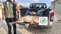 Nesli tükenme tehlikesi altında! Tunceli'de yaban keçisi avlayan adam 253 bin lira cezası aldı