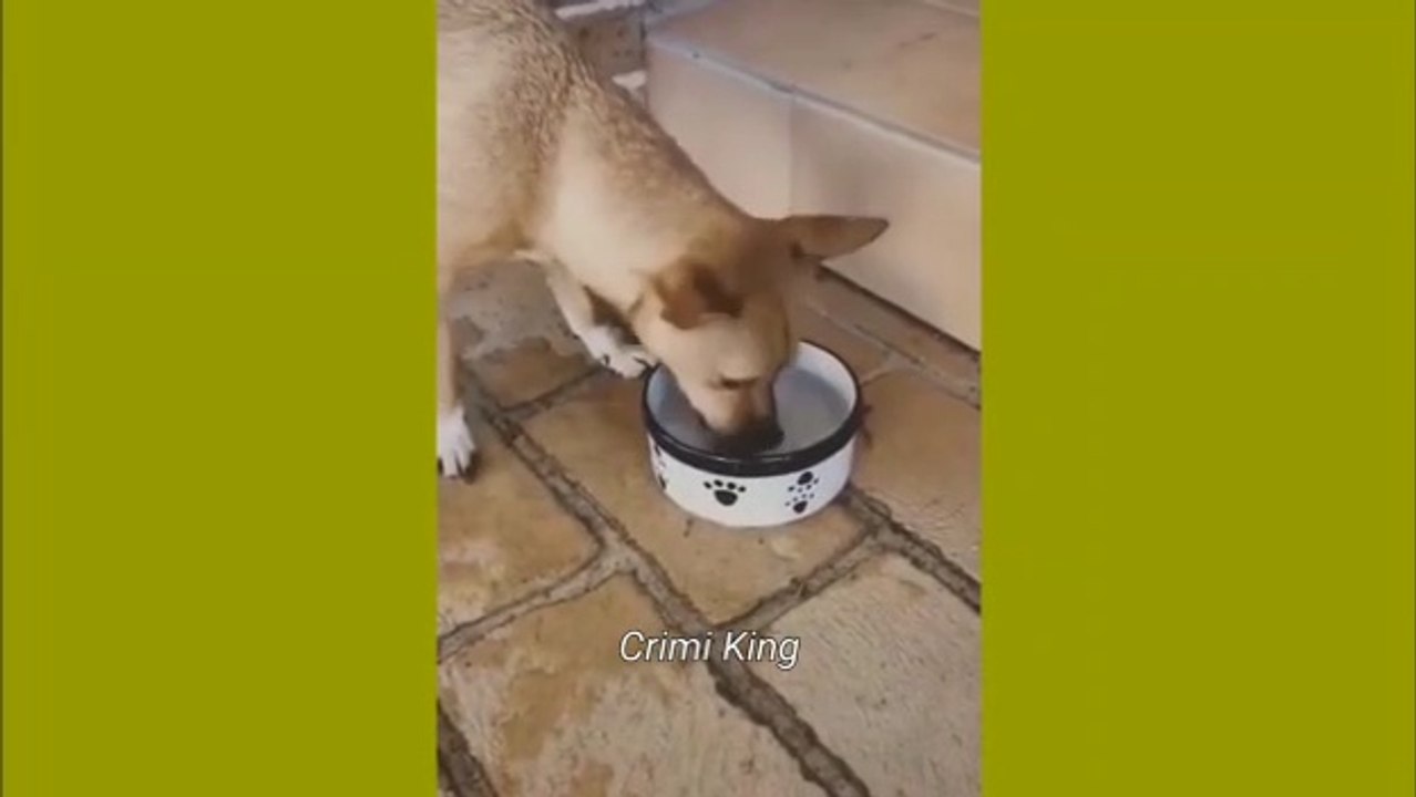 cat video 3. animal video funny. pets video funny. funny video cat and dog. sweet cat video. funny reaction video animals. fun moment video. the bos video. the boss channel.