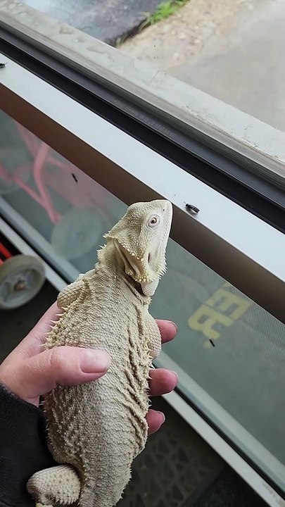 Rebekah le dragon barbu travaille ensemble pour nettoyer le magasin Buzz Buddy