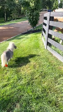 Tubby le nain Mini cheval caracole près de Sailor le cheval Buzz Buddy