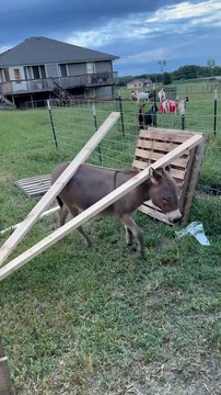 Waffles the Donkey tente d'aider avec des projets domestiques Buzz Buddy