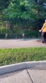 Un groupe de motards sauve trois bébés cerfs coincés dans une clôture Buzz Buddy