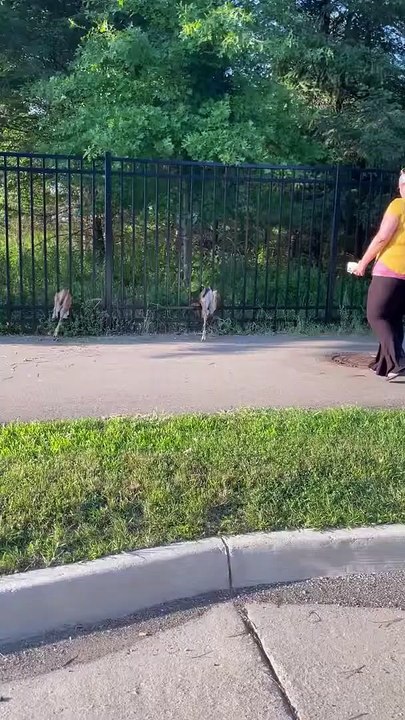 Un groupe de motards sauve trois bébés cerfs coincés dans une clôture Buzz Buddy