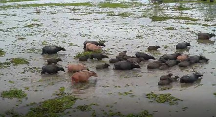 พัทลุง ขอขึ้นทะเบียน "ควายปลักทะเลน้อย" เป็นมรดกโลกทางการเกษตร