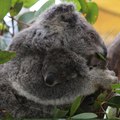 Oakvale Wildlife Park 12-9-22 Port Stephens Examiner