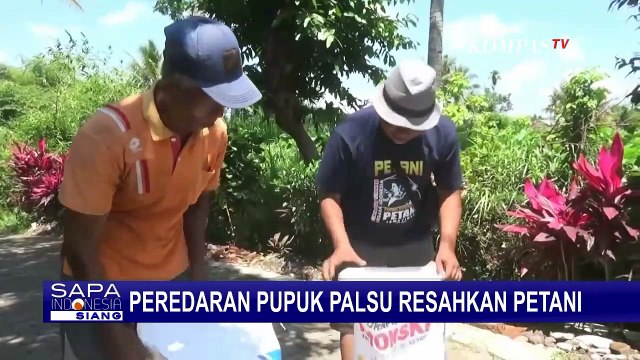 Tergiur Harga Murah Petani di Jember Beli Pupuk Palsu, Tanaman Jadi Rusak dan Kerdil!