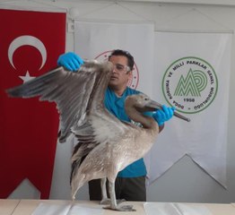 Balıkesir haber... Balıkesir'de bitkin bulunan ak pelikan bakımının ardından doğaya bırakılacak