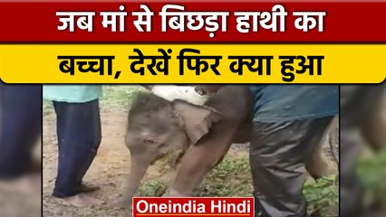 Chhattisgarh के जशपुर में जब मां से बिछड़ा Elephant का बच्चा | वनइंडिया हिंदी | *Shorts