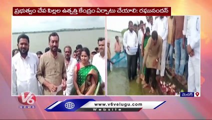 Free Fish Fingerlings Distributed To Fisherman In Chegunta _  Raghunandan Rao _ Dubbaka _  V6 News