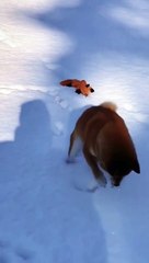 What gotta happens when a dog meets snow