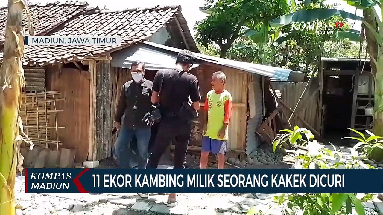 11 Ekor Kambing Milik Seorang Kakek Dicuri