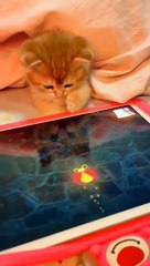 cat funny videos  funny moments - comedy videos