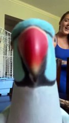 Best Funny Pet Animals  Viral Clips/funny Cute Cats #shorts Video