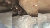 Şanlıurfa 3. sayfa haberleri | Şanlıurfa'da kayalıklara sıkışan köpek böyle kurtarıldı