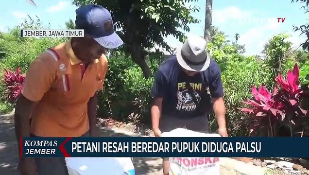 Petani Di Jember Resah Karena Beredar Pupuk Diduga Palsu