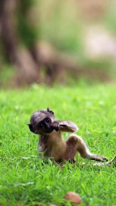 Cute Monkey , Animal lovers