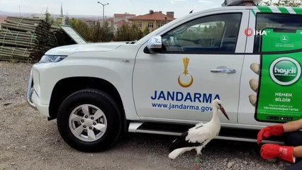 Aksaray haberi: Polonya'da GPS cihazı takılan leylek Aksaray'da bitkin halde bulundu