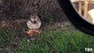 Devant un McDonald’s, il repère un écureuil en train de manger...