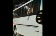 VÍDEO: Cavalo é flagrado sendo transportado dentro de ônibus em SC